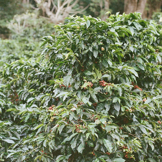Prolog - Bensa Setamo - Washed Landrace | Ethiopia - Sigma Coffee UK