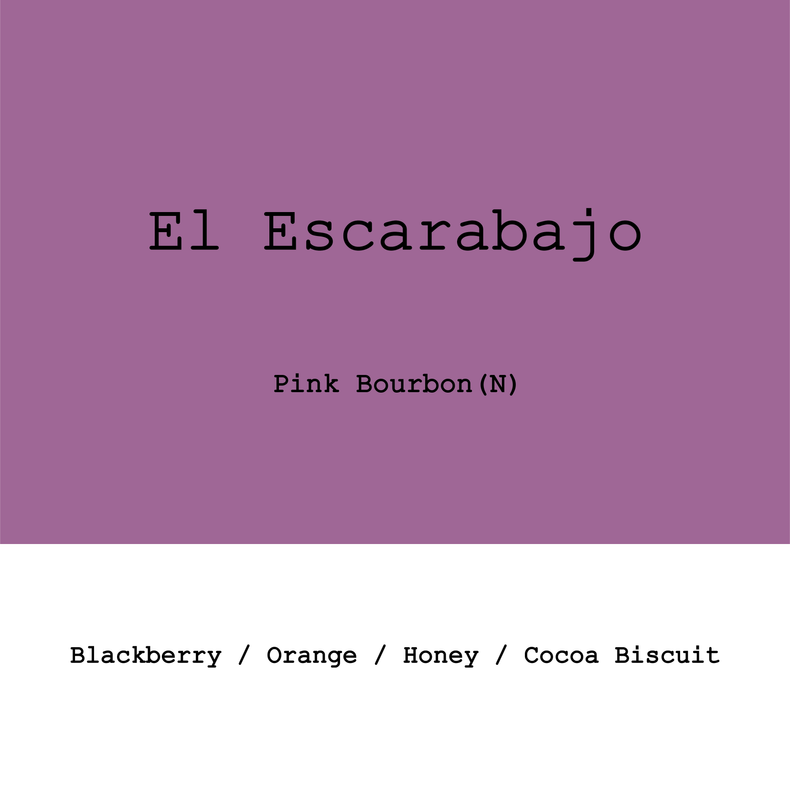 Goût & Co - El Escarabajo Pink Bourbon Natural | Colombia