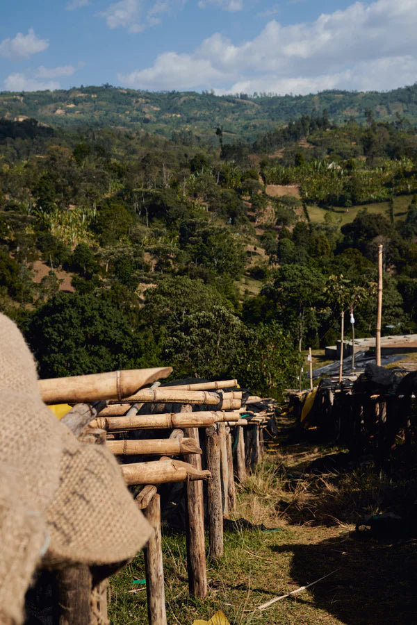 Flower Child - Rumudamo - Washed Landrace