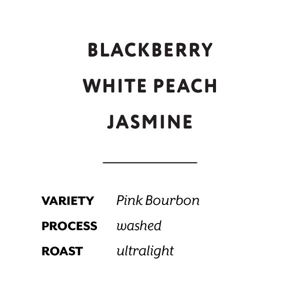 H&S Coffee Roasters - Yessica Para Washed Pink Bourbon | Colombia