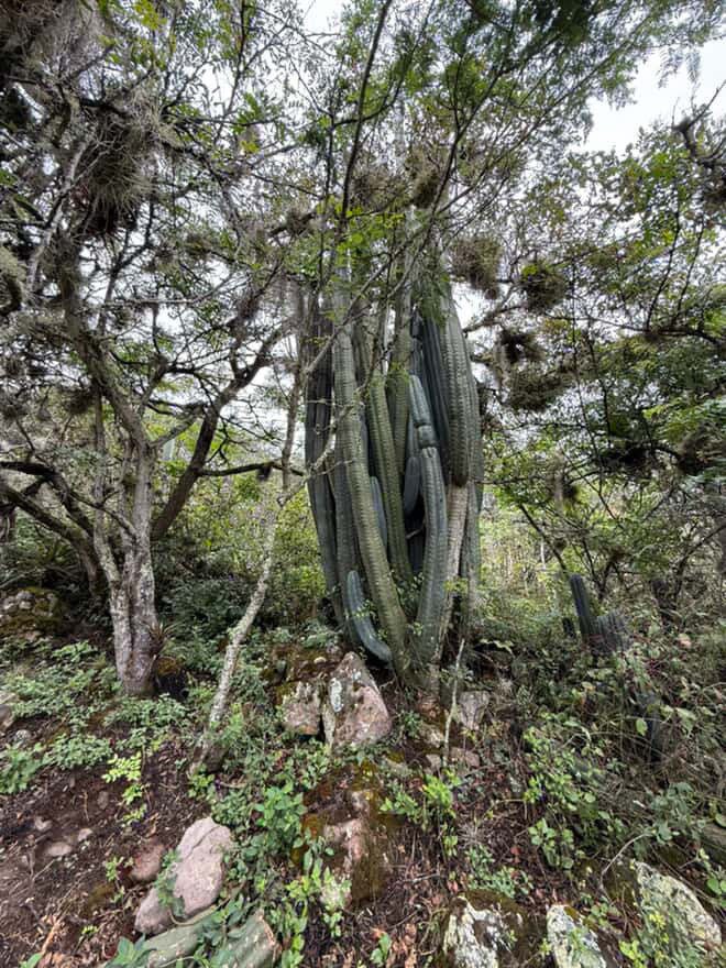 Flower Child - Pepe Jijon Mejorado