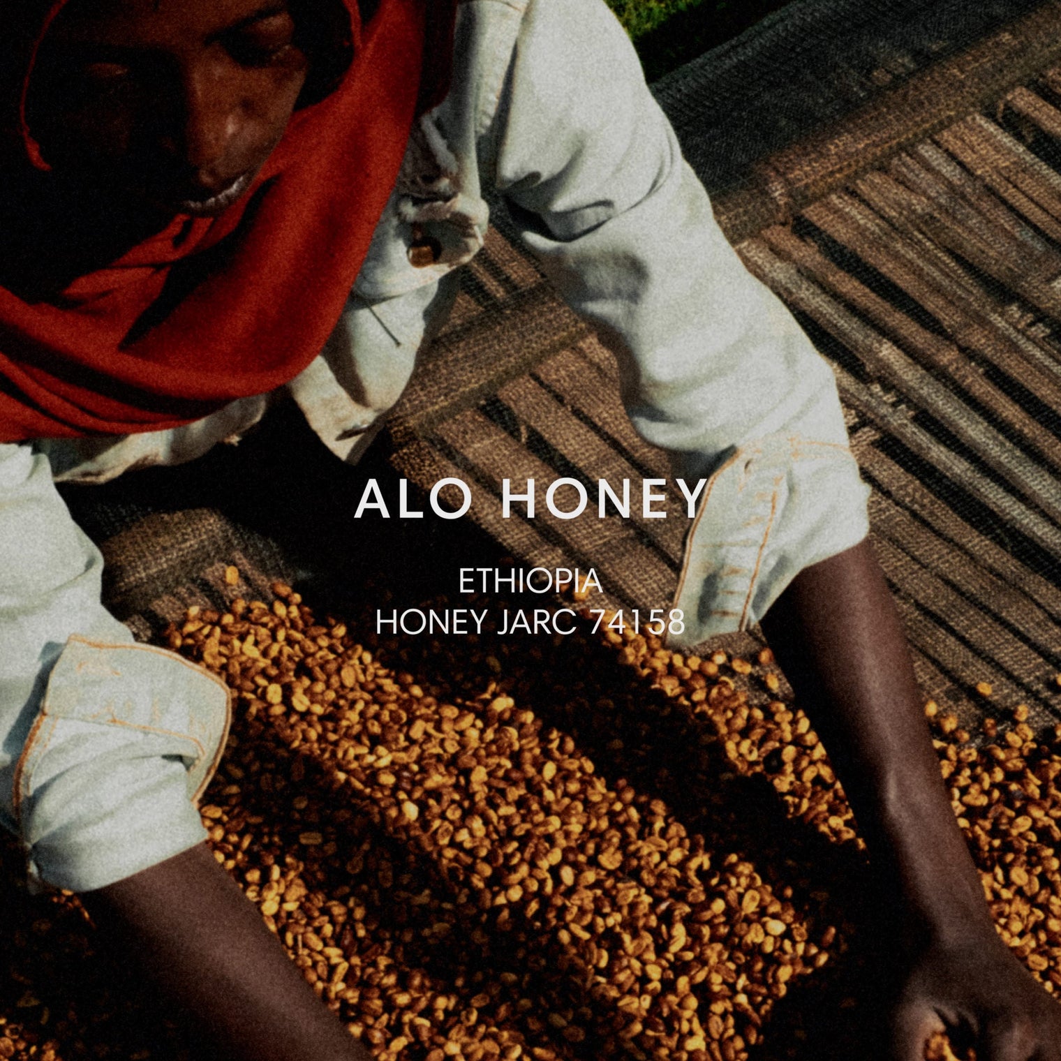 Mazelab - Alo Honey - JARC 74158 | Ethiopia - Sigma Coffee UK