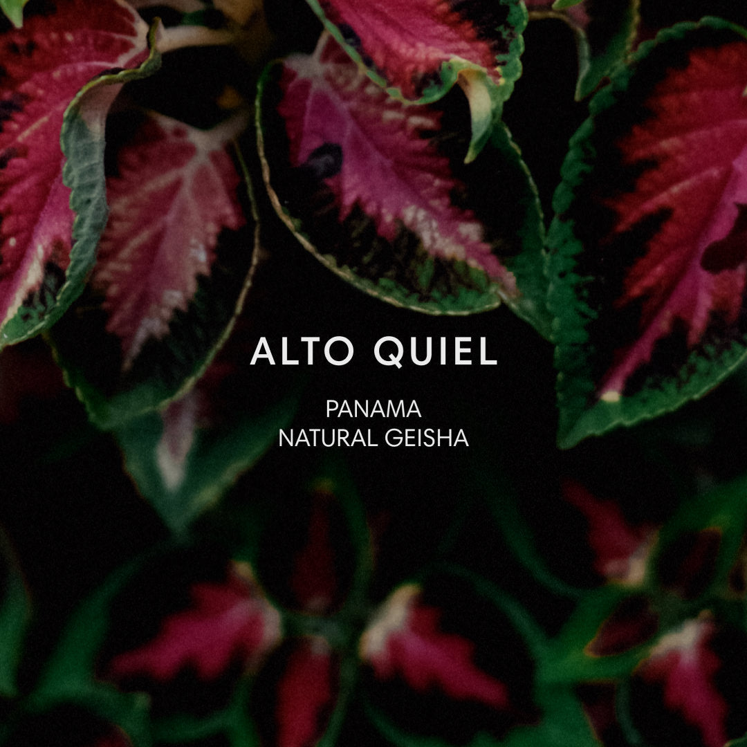 Mazelab - Alto Quiel - Natural Geisha | Panama - Sigma Coffee UK