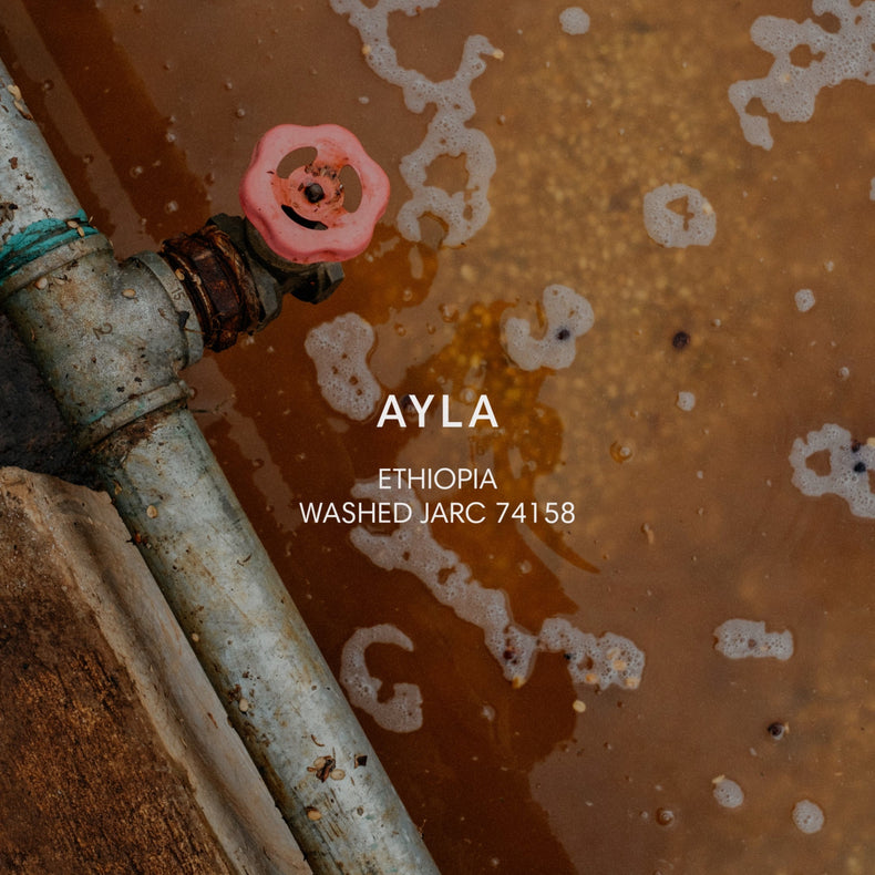 Mazelab - Ayla JARC 74158 Washed | Ethiopia