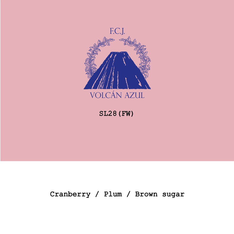 Goût & Co - Volcan Azul SL28 Fully Washed | Costa Rica