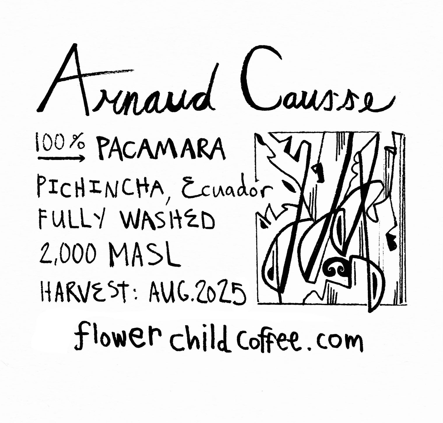 Flower Child Coffee - Arnaud Causse Pacamara - Sigma Coffee UK