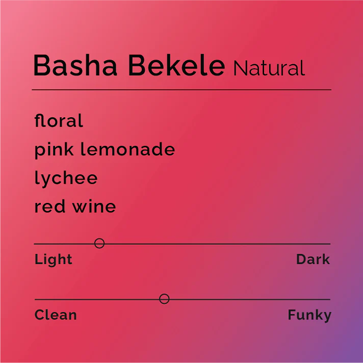 Black & White - Basha Bekele - Natural | Ethiopia - Sigma Coffee UK