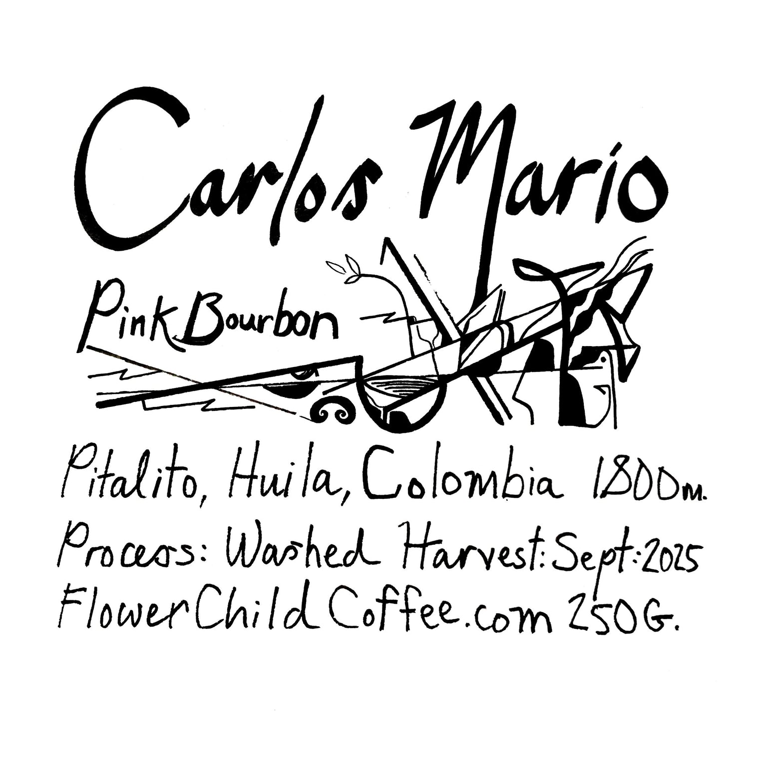 Flower Child - Carlos Mario - Washed Pink Bourbon | Colombia - Sigma Coffee UK