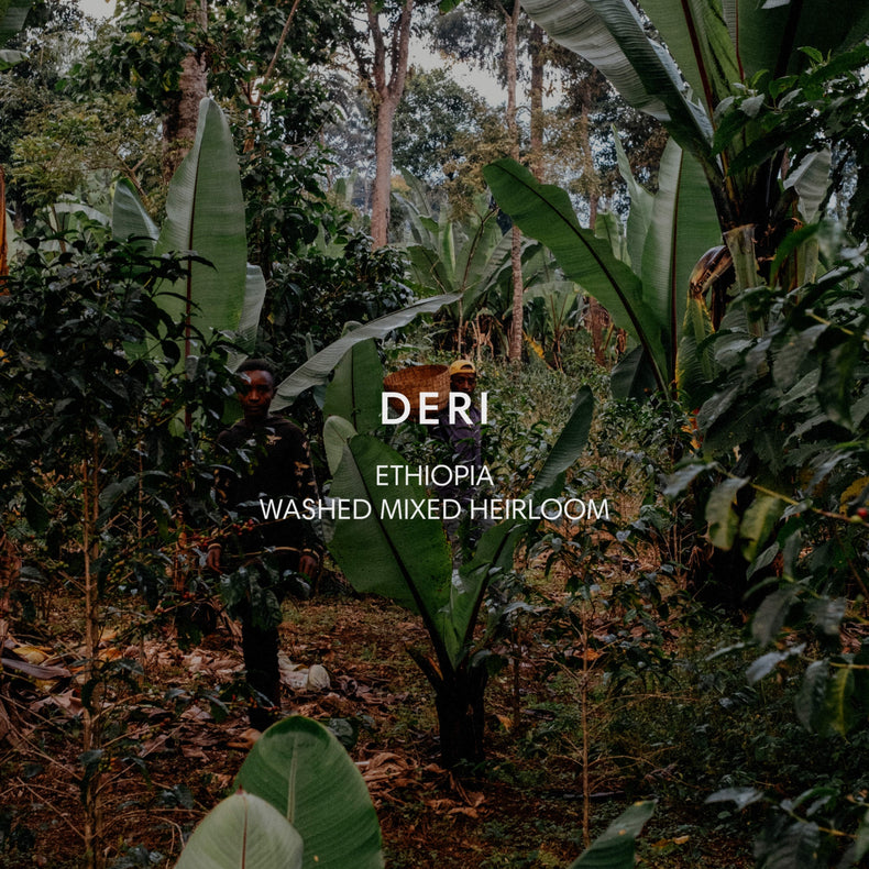Mazelab - Deri Heirloom Washed | Ethiopia