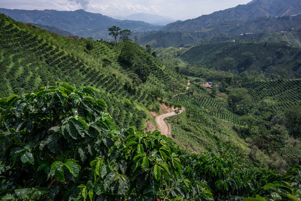 Hydrangea - Mora Azul Washed Purple Caturra, Monteblanco - Sigma Coffee UK