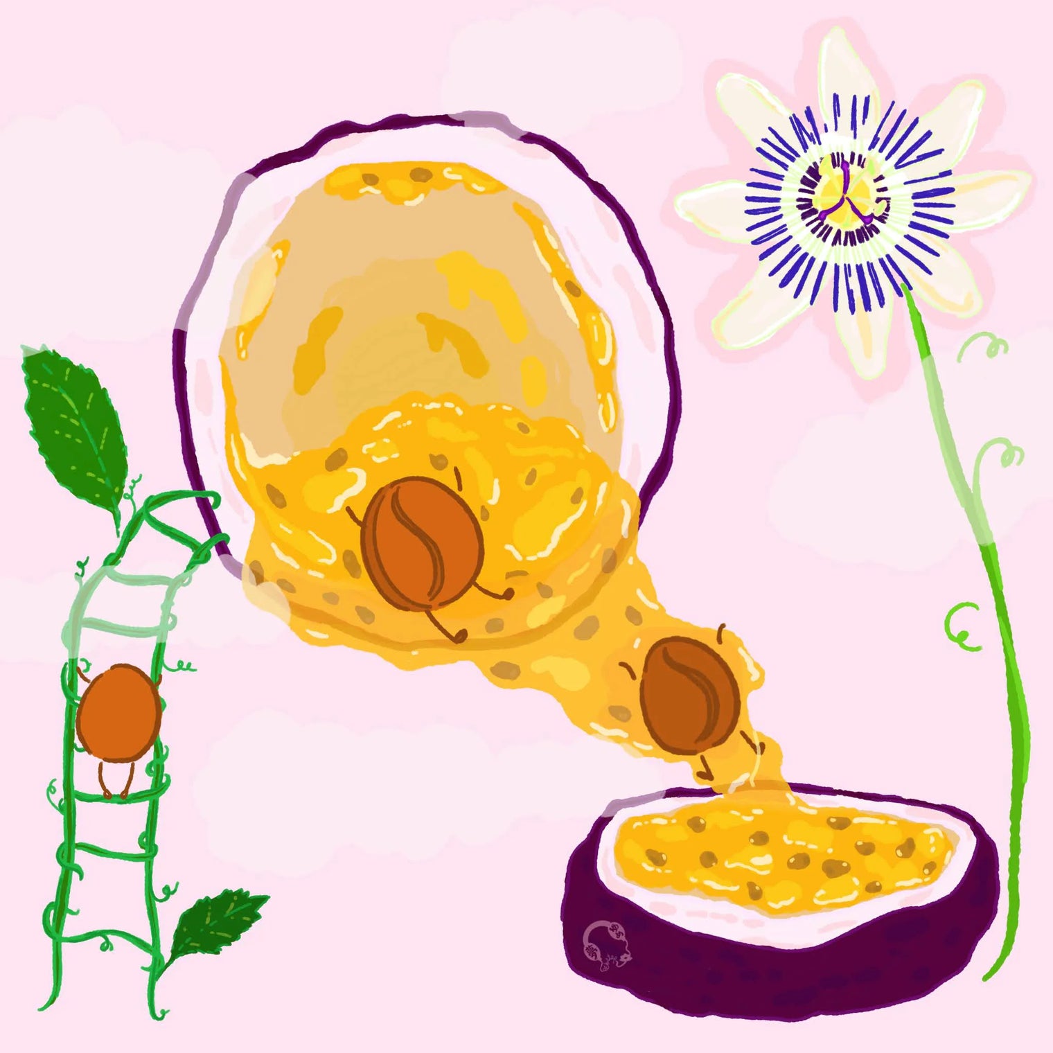 Hydrangea - Purple Caturra, Passionfruit Co-Ferment - Finca Monteblanco