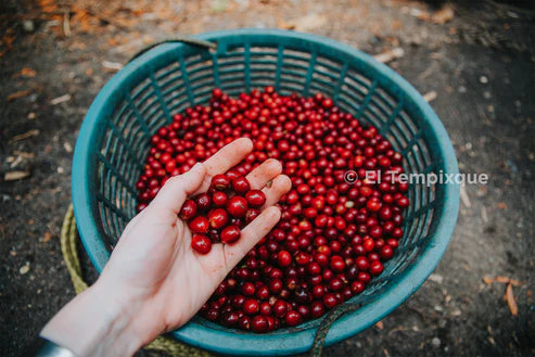 Prodigal - Cup of Excellence Guatemala #7 – Granja El Tempixque, Washed Catuaí