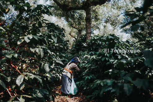 Prodigal - Cup of Excellence Guatemala #7 – Granja El Tempixque, Washed Catuaí