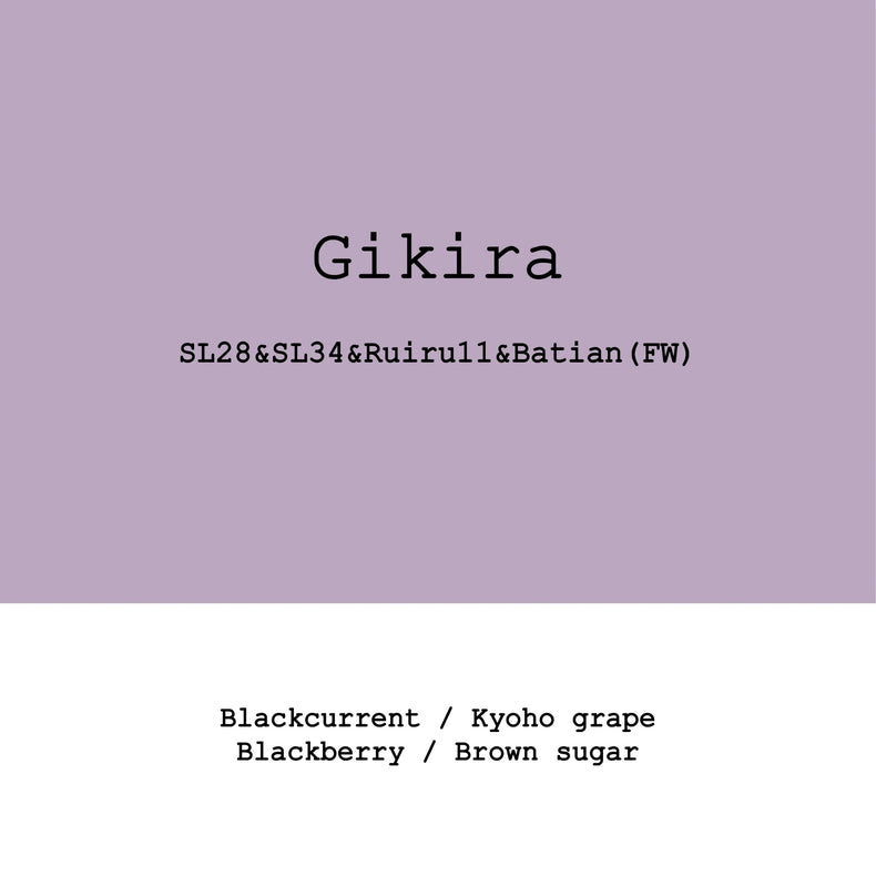 Goût & Co - Gikira Estate SL28, SL34, Ruiru11, Batian Fully Washed | Kenya