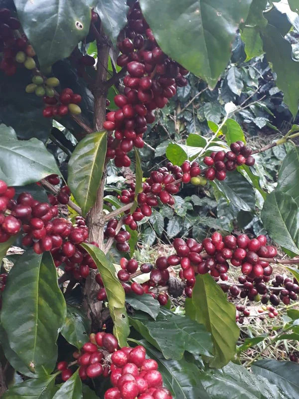 Moonwake - Alexia Mejia Finca Liquidambar - Anaerobic Washed Parainema