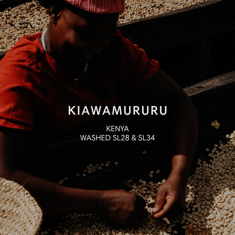 Mazelab - Kiawamururu SL28 & SL34 Washed | Kenya