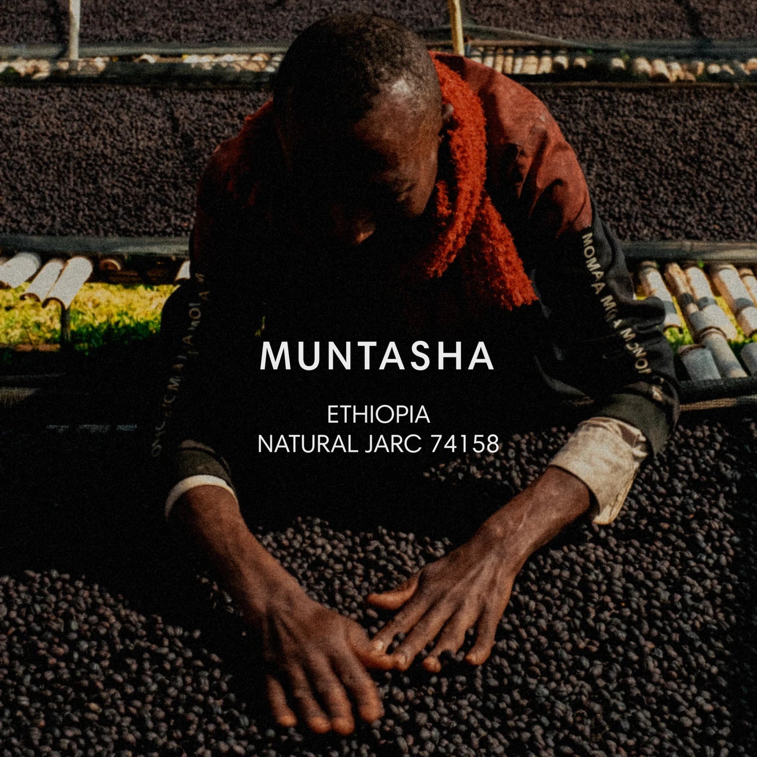Mazelab - Muntasha, Natural JARC 74158 | Ethiopia - Sigma Coffee UK