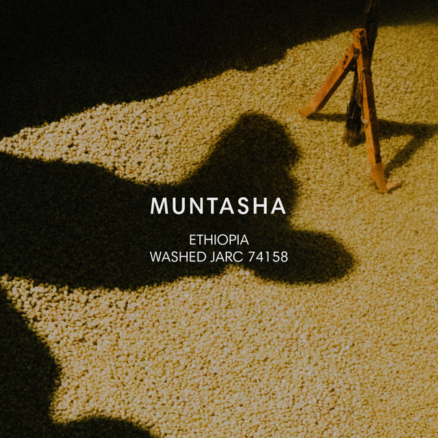 Mazelab - Muntasha Washed - JARC 74158 | Ethiopia - Sigma Coffee UK