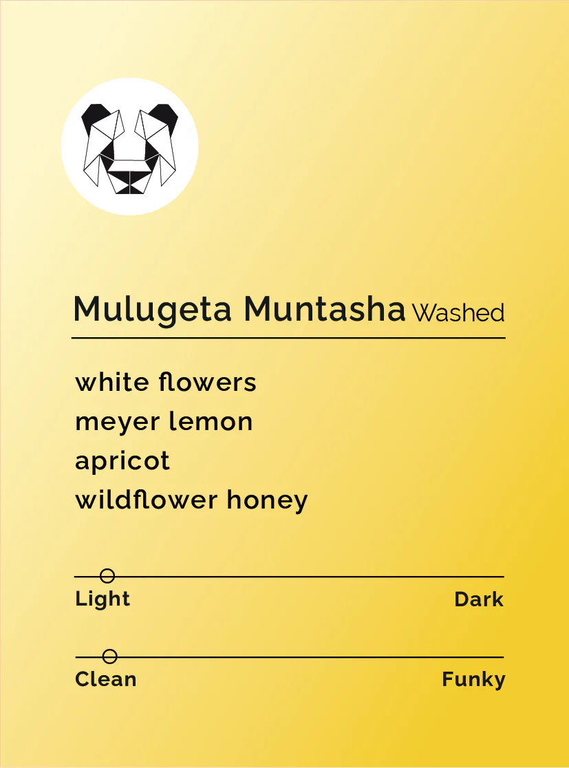 Black & White - Mulugeta Muntasha - Washed | Ethiopia