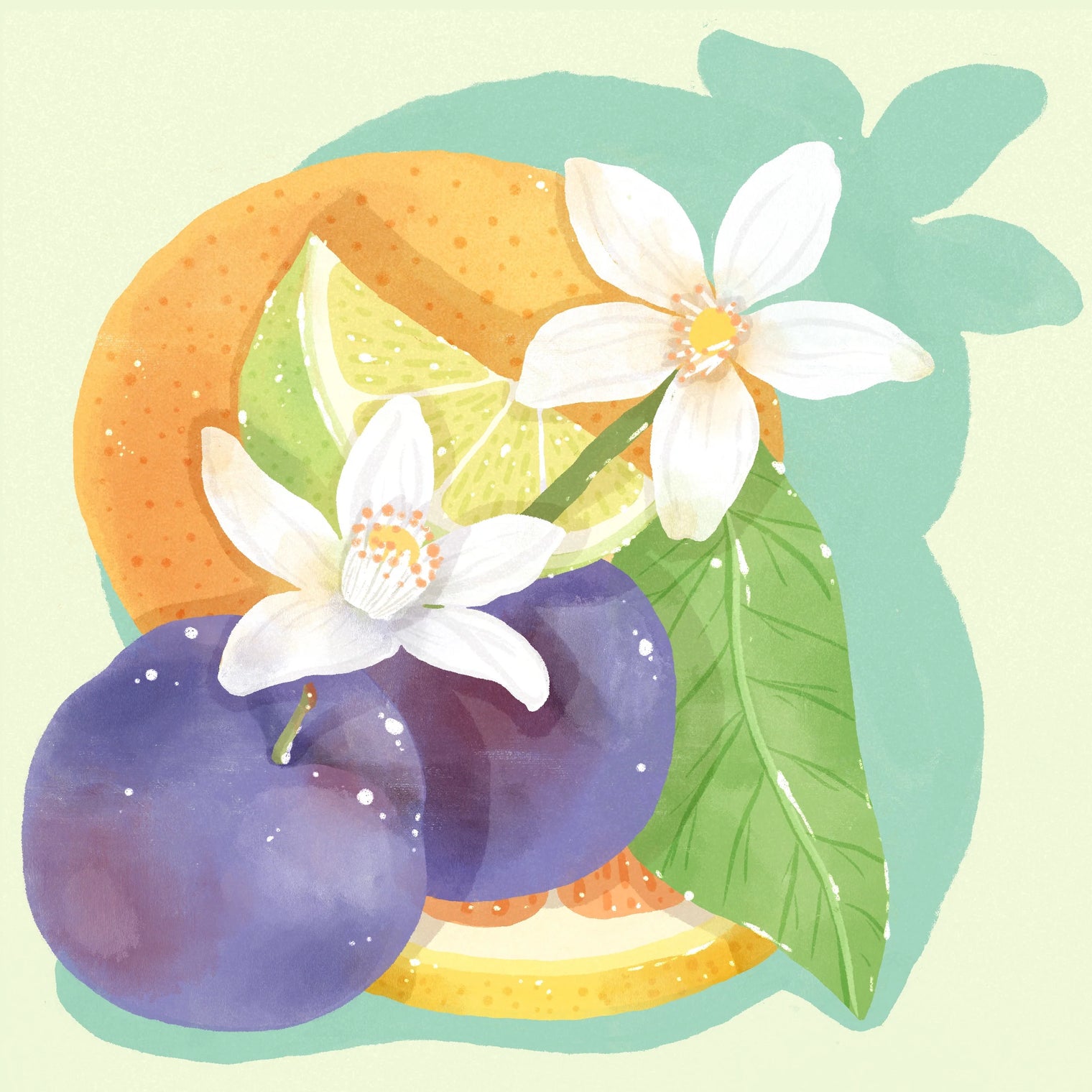 Hydrangea - Gesha 'Flower Touch' TNT Lab - Finca Auromar