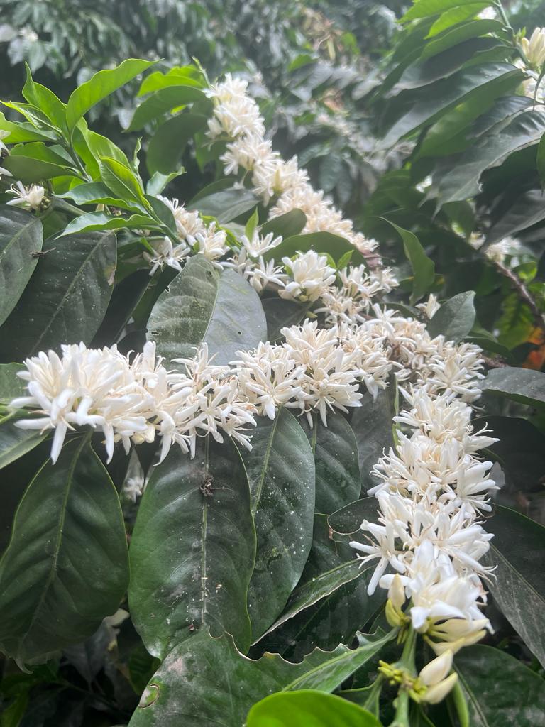 Flower Child - Pepe Jijon Mejorado