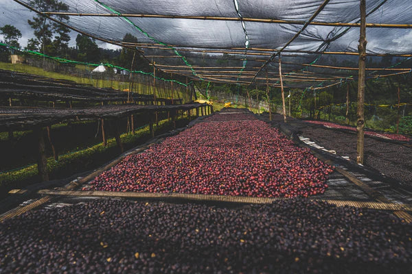 Flower Child - Rumudamo - Washed Landrace