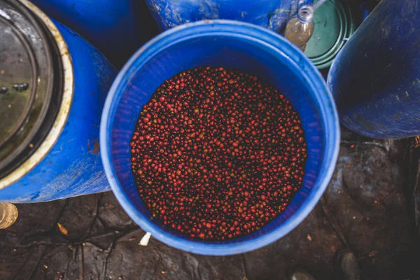 Flower Child - Rumudamo - Washed Landrace