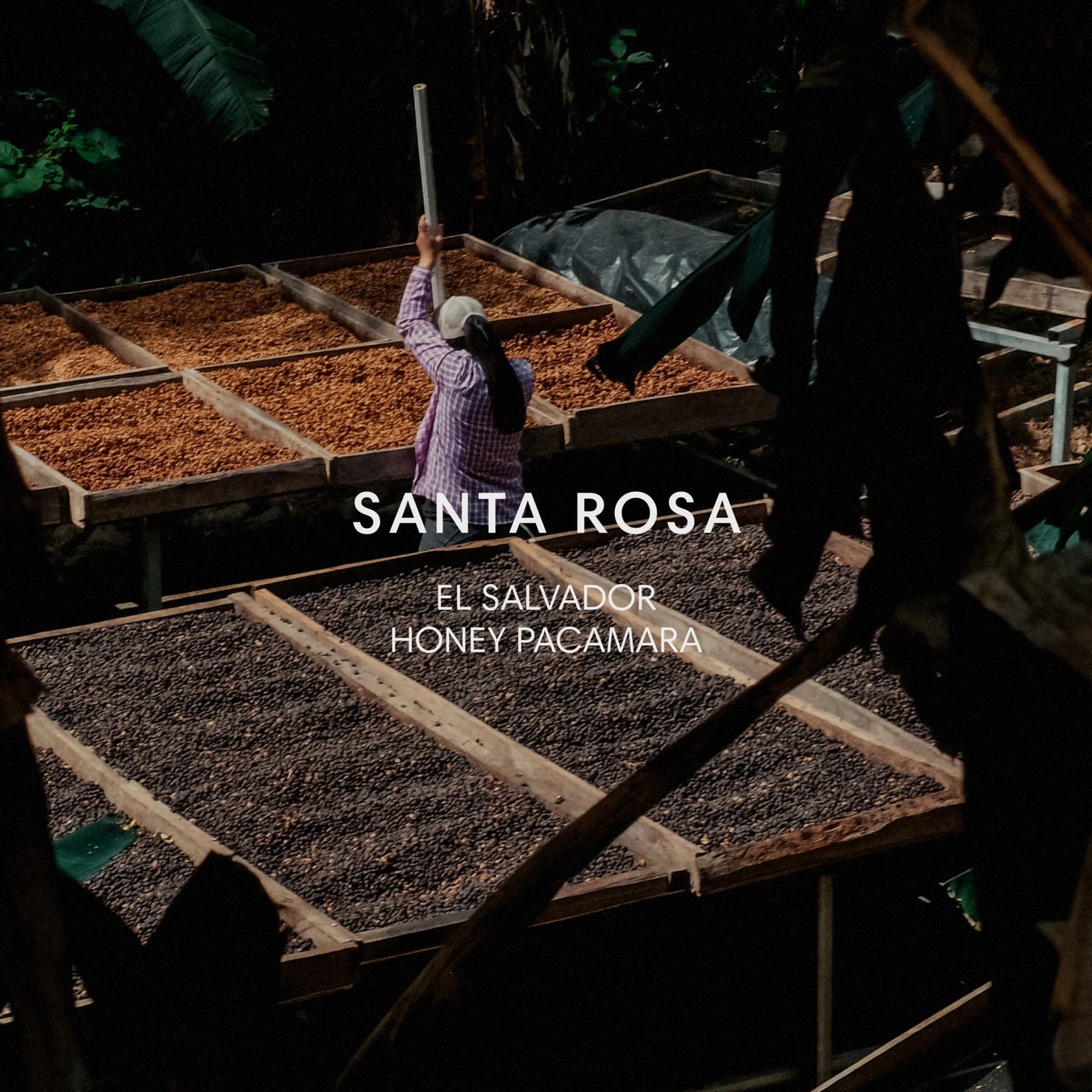 Mazelab - Santa Rosa - Honey Pacamara | El Salvador