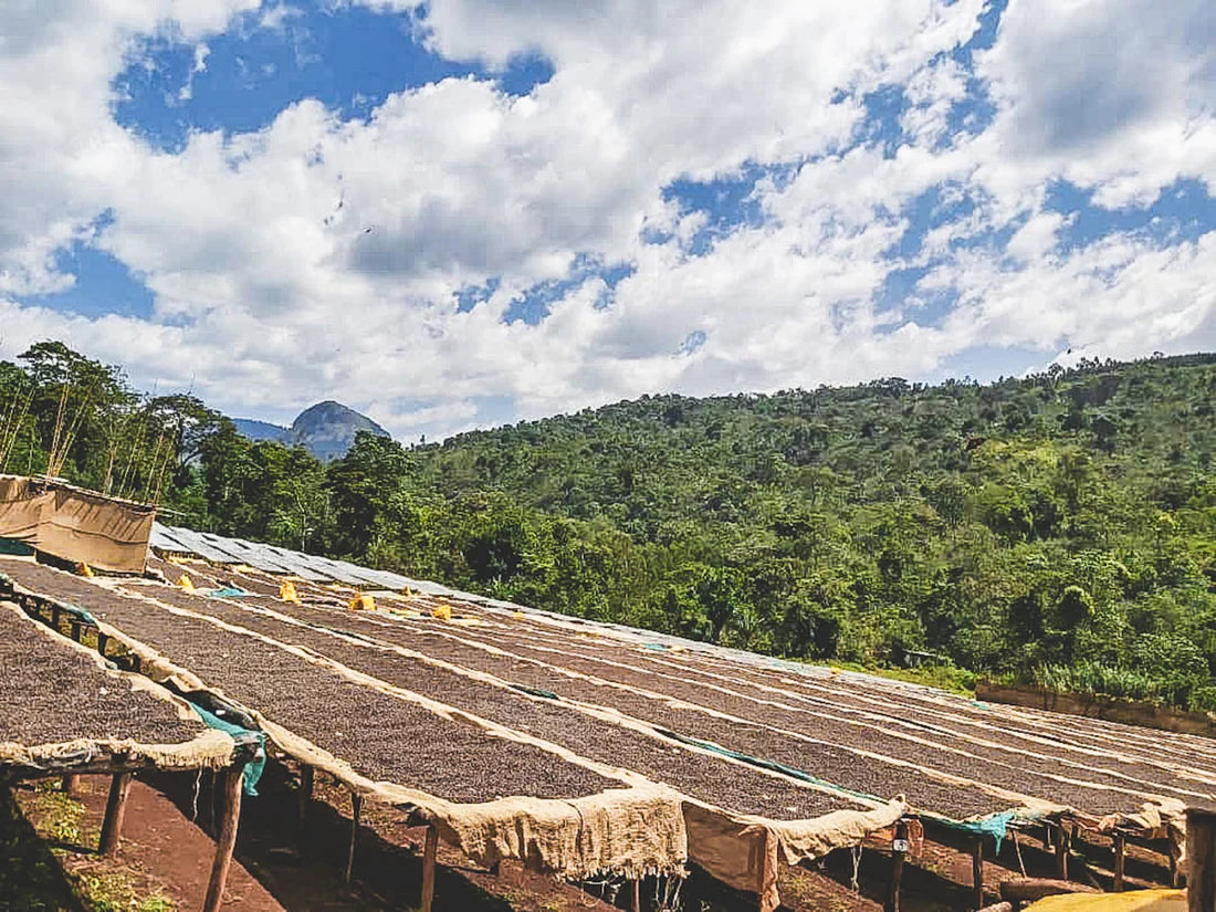 Flower Child - Boku Sayisa - Washed Landrace