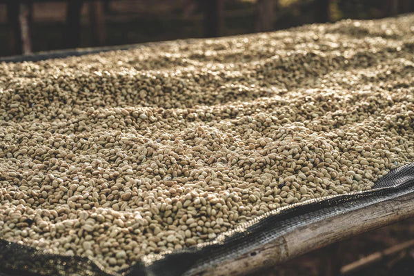 Flower Child - Boku Sayisa - Washed Landrace