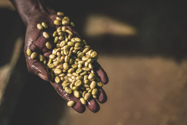 Flower Child - Boku Sayisa - Washed Landrace