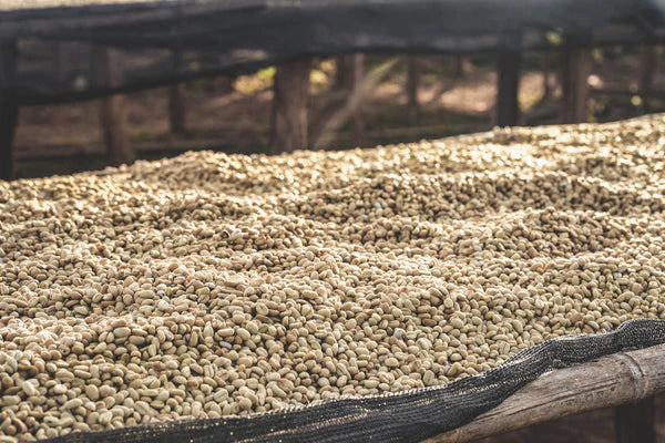 Flower Child - Boku Sayisa - Washed Landrace