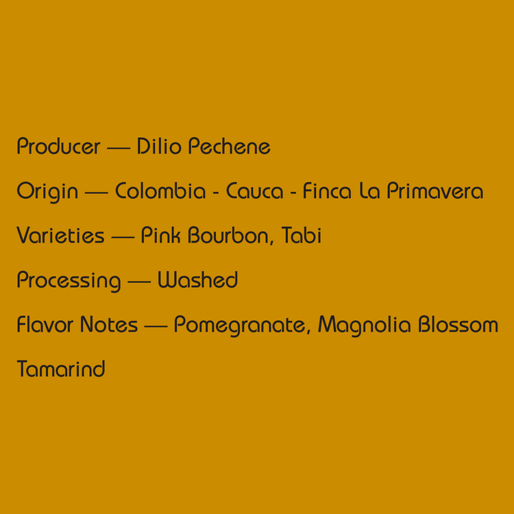 Mirra - Colombia Dilio Pechene — Best of Cauca No. 1 - Washed