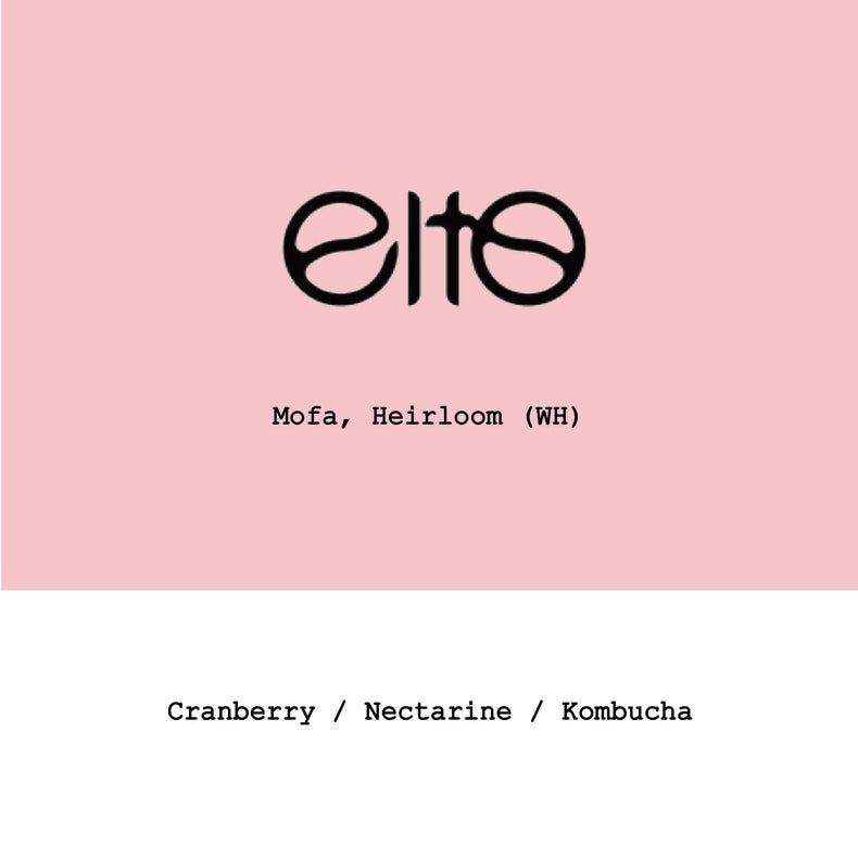 Goût & Co - Elto Coffee-Mofa Heirloom Washed Honey | Ethiopia
