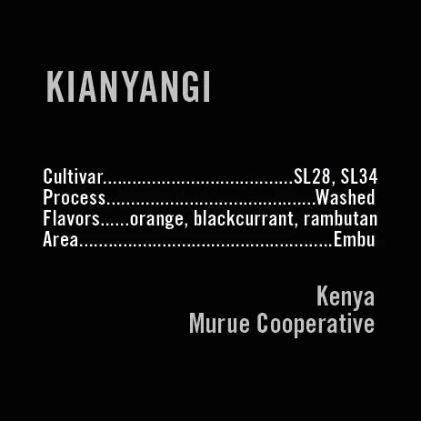 Apollon's Gold - Kianyangi | Kenya