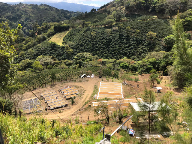 Prolog - Jorge Vasquez - Red Catuai, Natural | Costa Rica