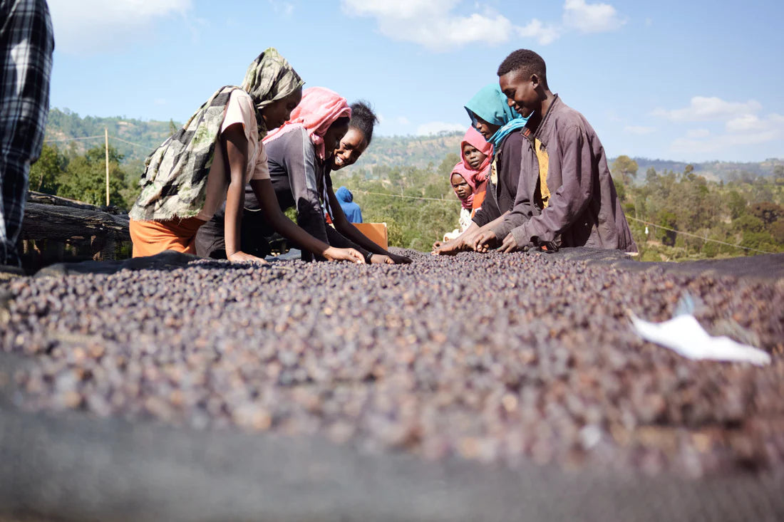 Flower Child - Rumudamo - Washed Landrace