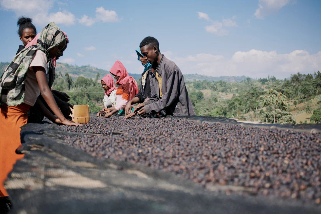 Flower Child - Rumudamo - Washed Landrace