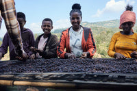 Flower Child - Rumudamo - Washed Landrace