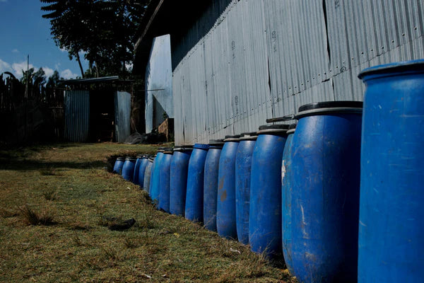 Flower Child - Rumudamo - Washed Landrace