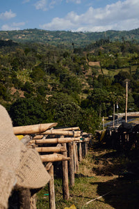 Flower Child - Rumudamo - Washed Landrace