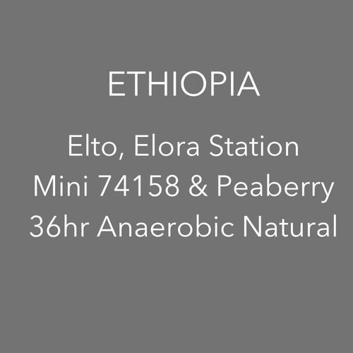 OMA - Elto Elora, Mini 74158 36hr Anaerobic Natural | Ethiopia - Sigma Coffee UK