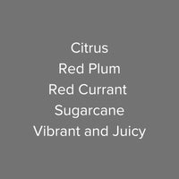 OMA - Uklili AA TOP SL28 & SL34 Washed | Kenya