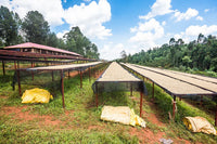 September - Karimikui AA - Washed