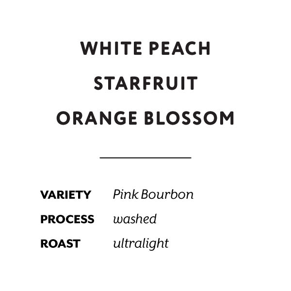H&S Coffee Roasters - La Fortuna Pink Bourbon Washed [Ultralight] | Colombia