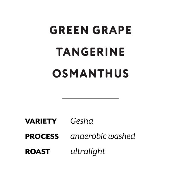 H&S Coffee Roasters - Jorge Rojas Gesha Anaerobic Washed [Ultralight] | Colombia