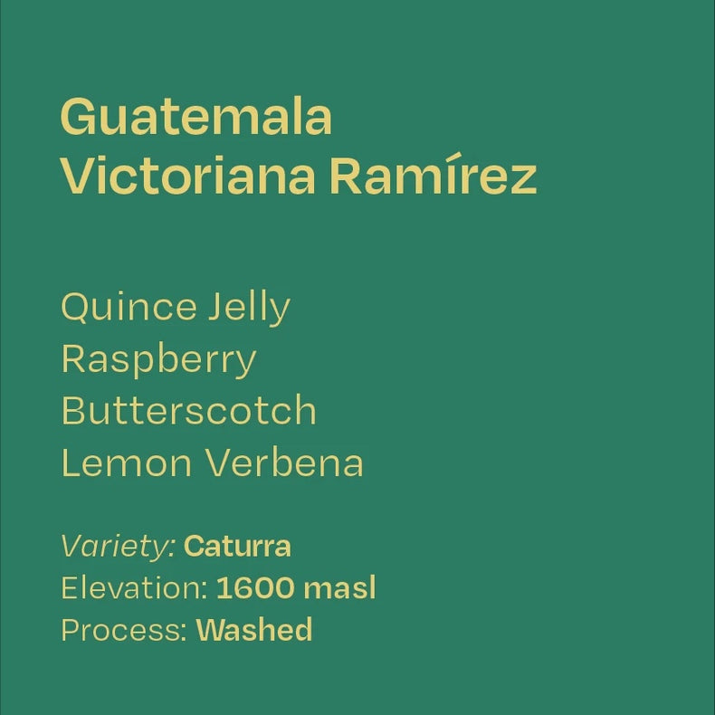 Helm Coffee Roasters - Victoriana Ramirez Washed Caturra | Guatemala