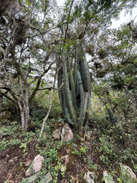 Flower Child - Pepe Jijon Mejorado