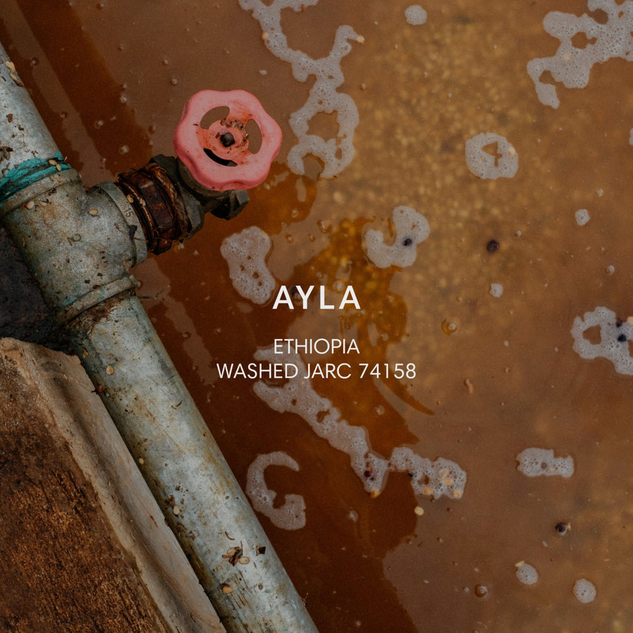 Mazelab - Ayla JARC 74158 Washed | Ethiopia