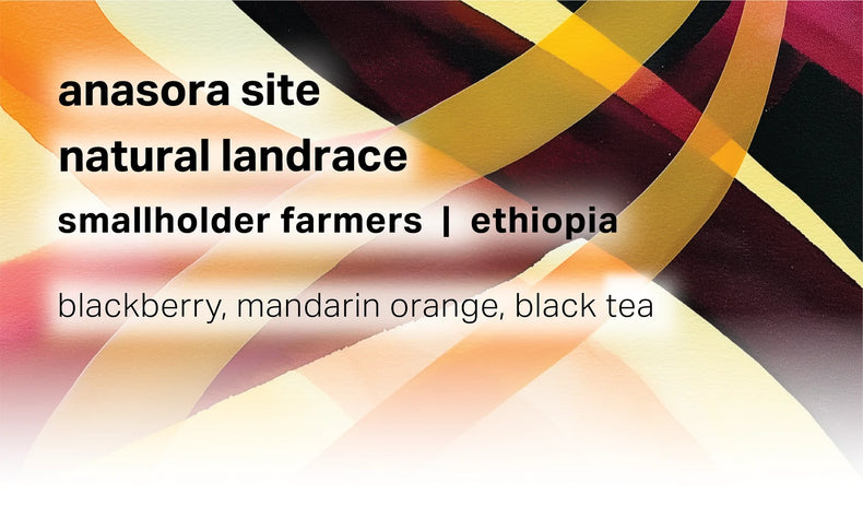 Moonwake Coffee Roasters - Anasora Site - Smallholder Farmers - Natural Landrace | Ethiopia